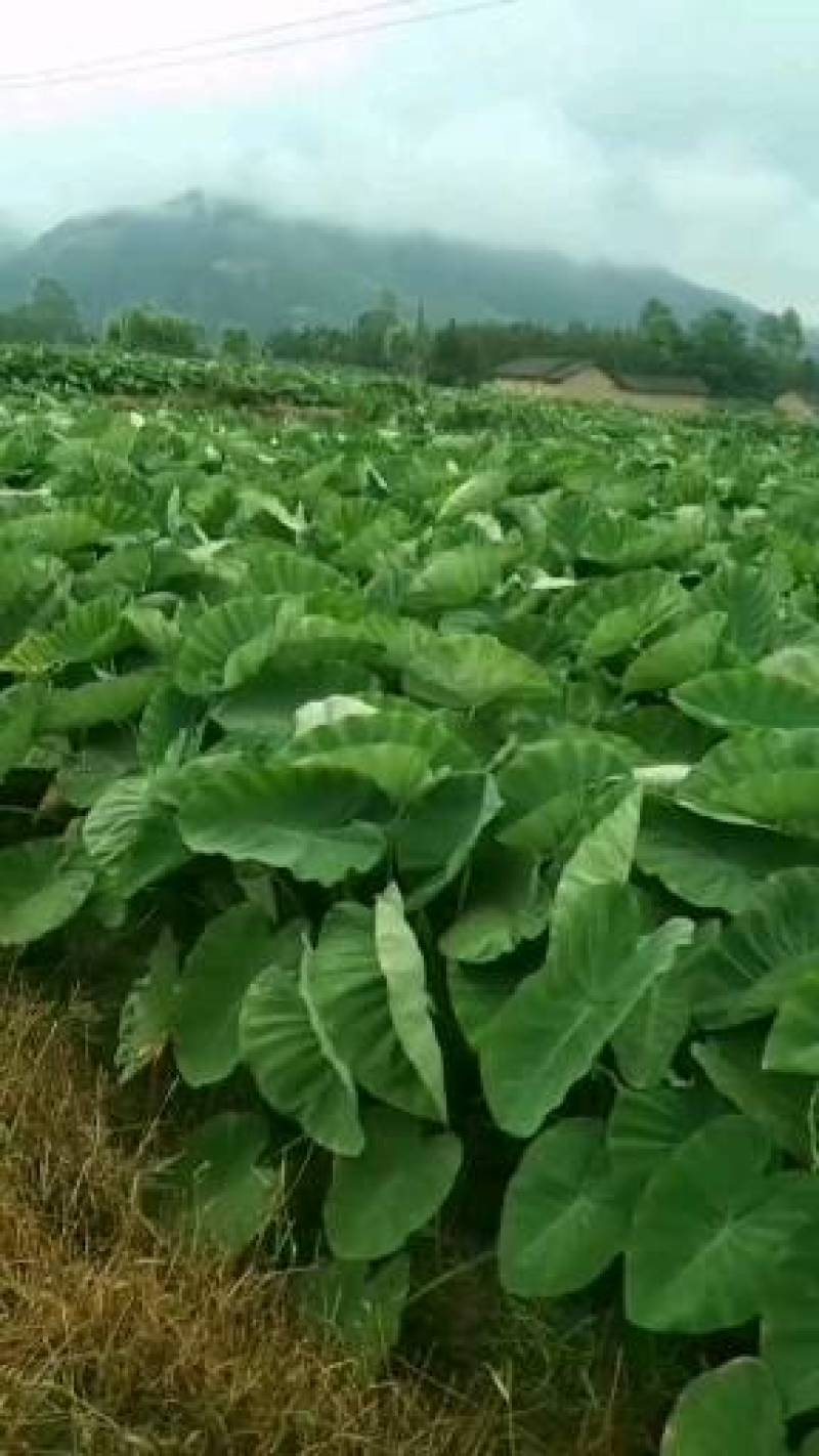 正宗荔浦芋头种子苗（广西万亩芋头基地大量供应）