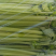 国家地理标志常年芹菜供货香芹玻璃翠诚信经营