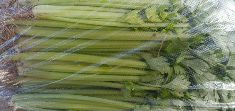 国家地理标志常年芹菜供货香芹玻璃翠诚信经营