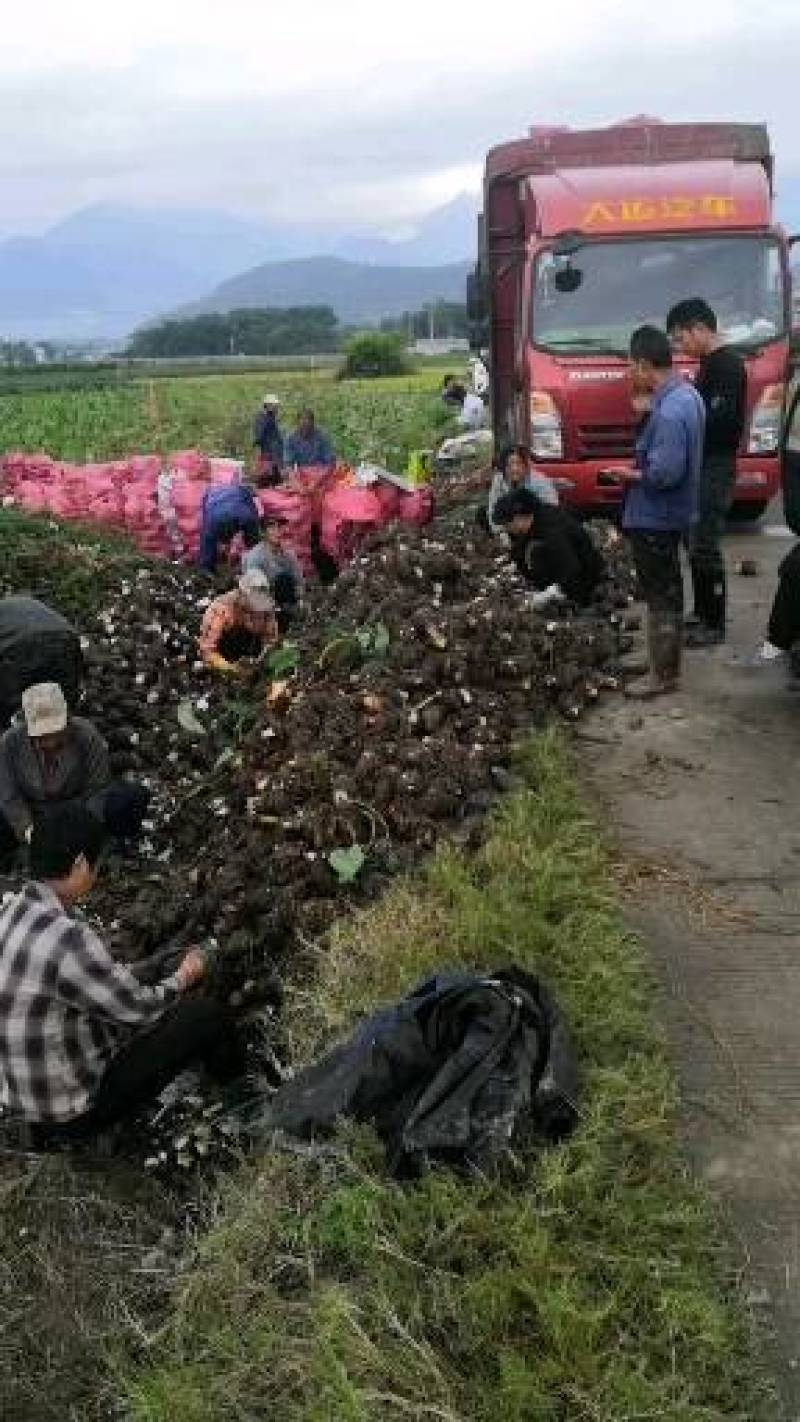 正宗荔浦芋头种子苗（广西万亩芋头基地大量供应）