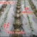 正宗荔浦芋头种子苗（广西万亩芋头基地大量供应）