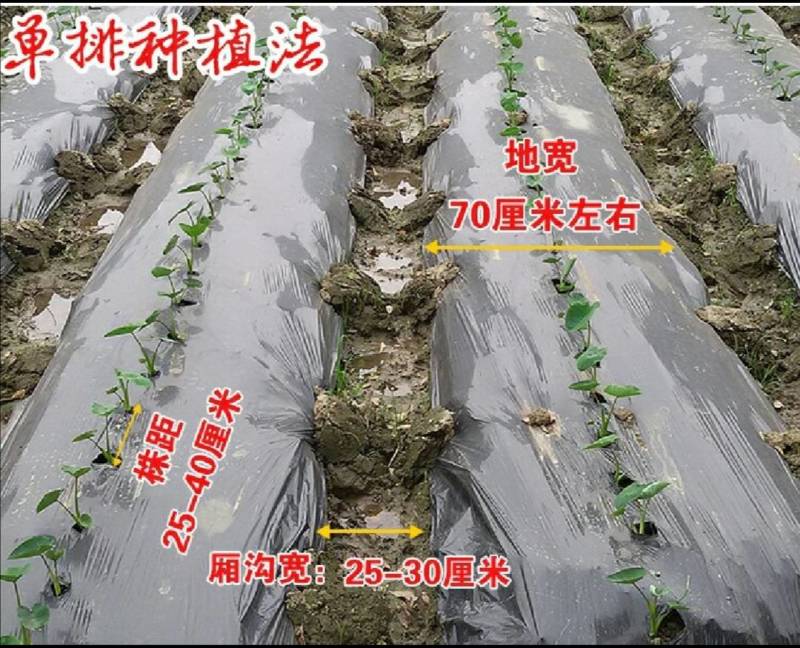 正宗荔浦芋头种子苗（广西万亩芋头基地大量供应）