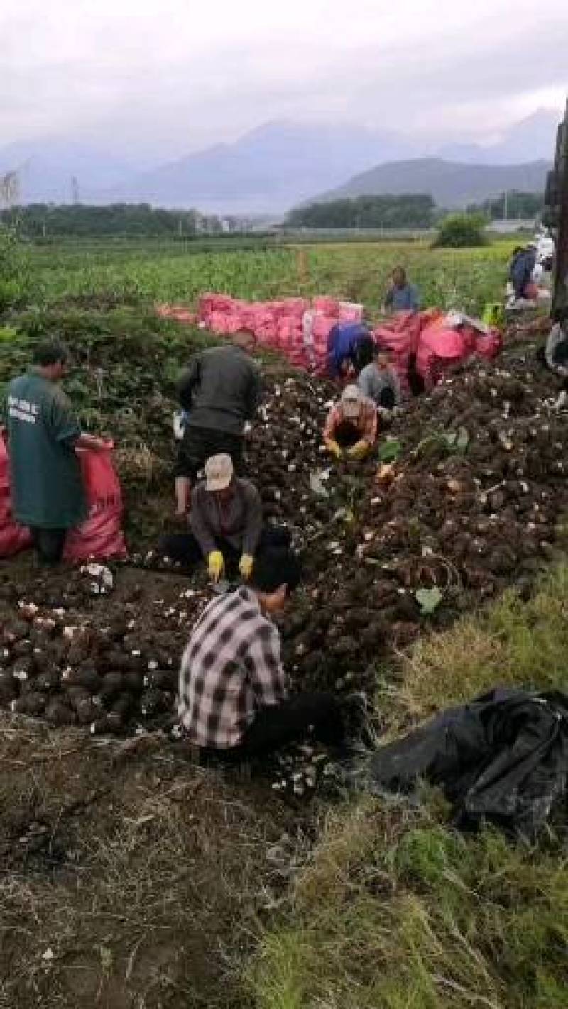 正宗荔浦芋头种子苗（广西万亩芋头基地大量供应）