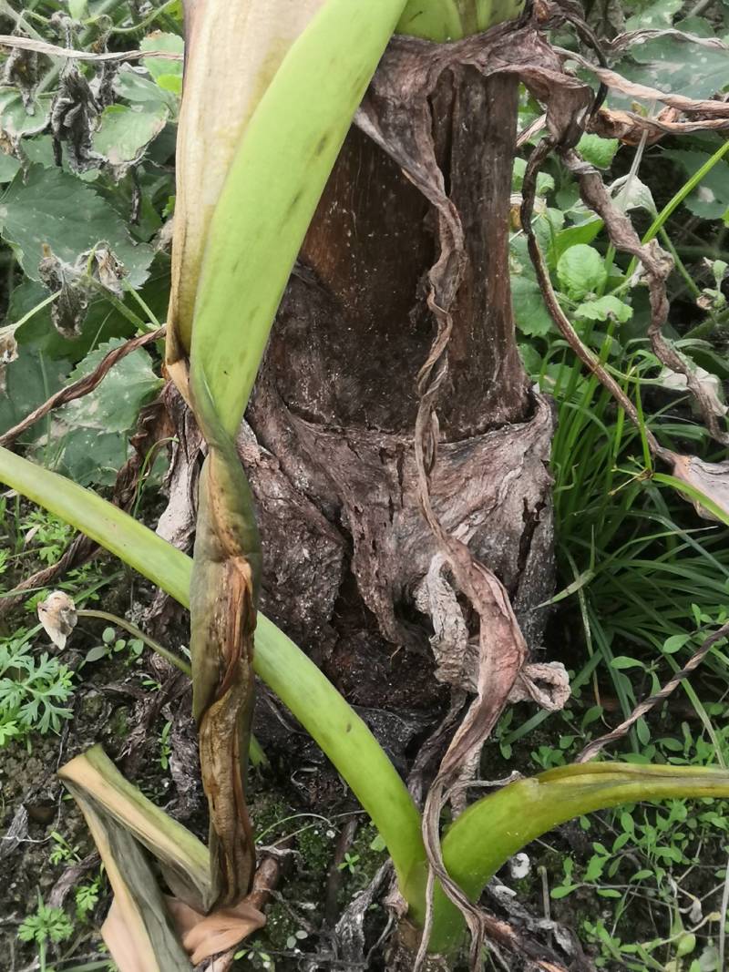 正宗荔浦芋头种子苗（广西万亩芋头基地大量供应）