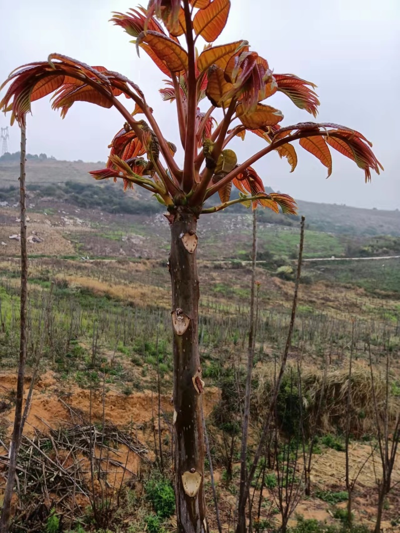 【2024推荐】云南红香椿芽基地种植代发全国市场品质优势电联