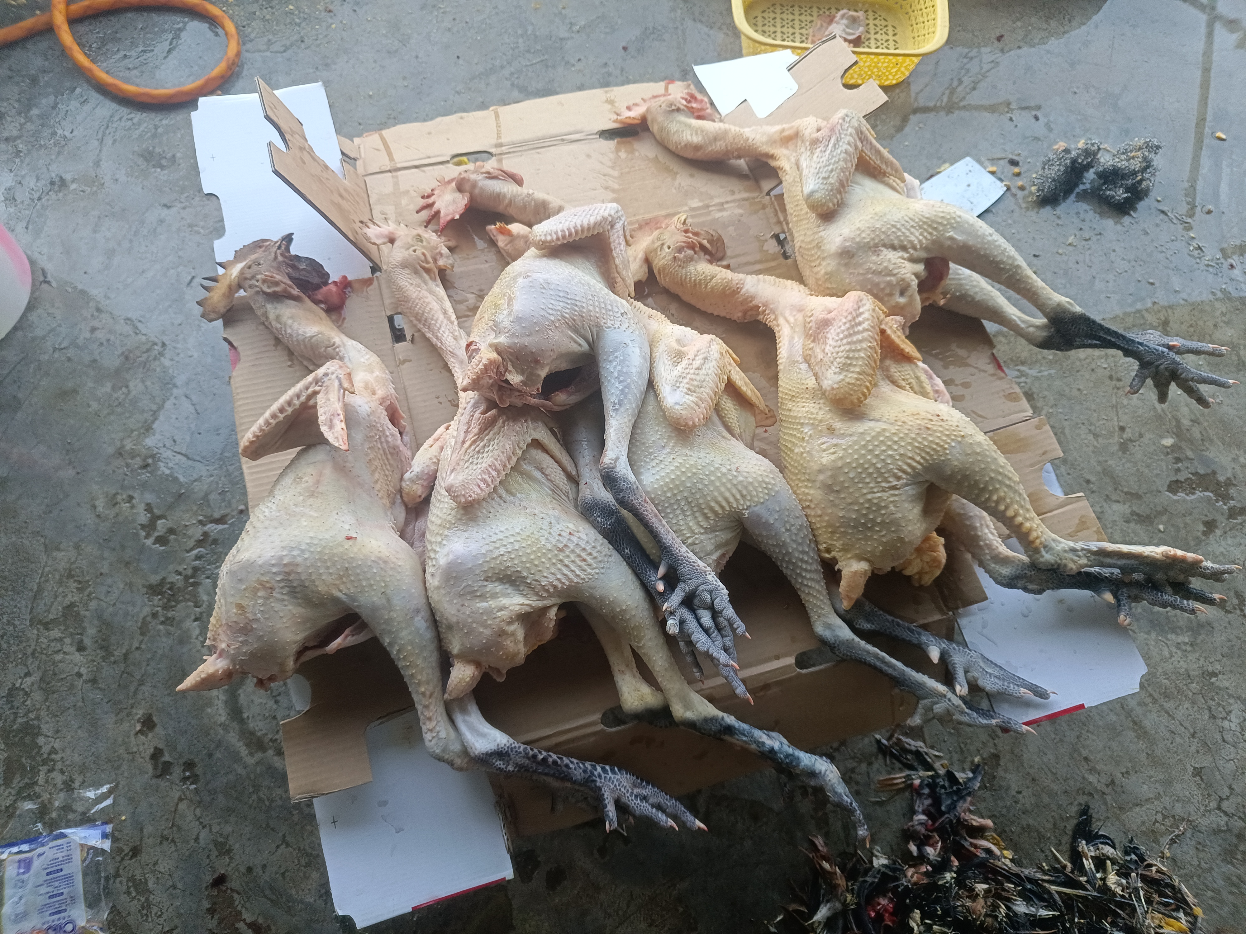 花旗参煲鸡汤食材展示图