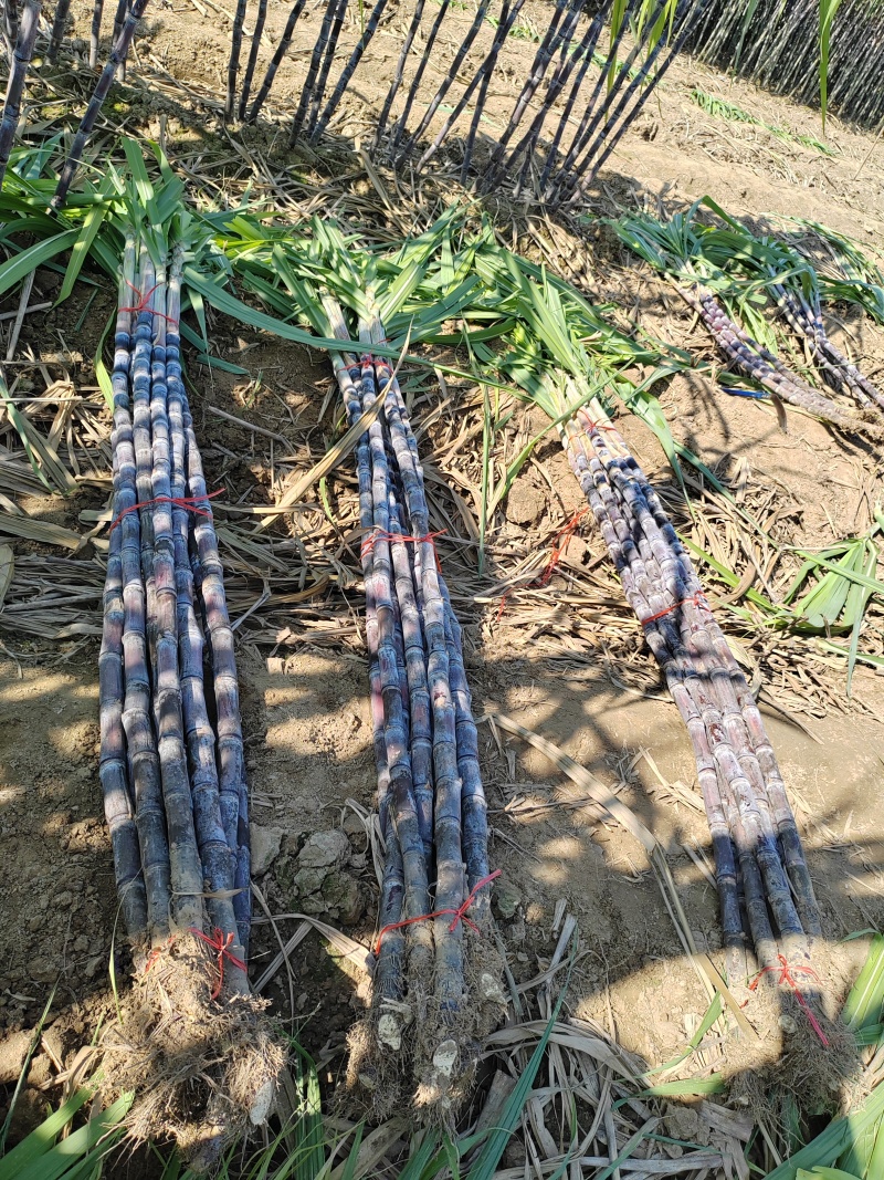 黑皮甘蔗，皮薄肉脆。好咬断。
