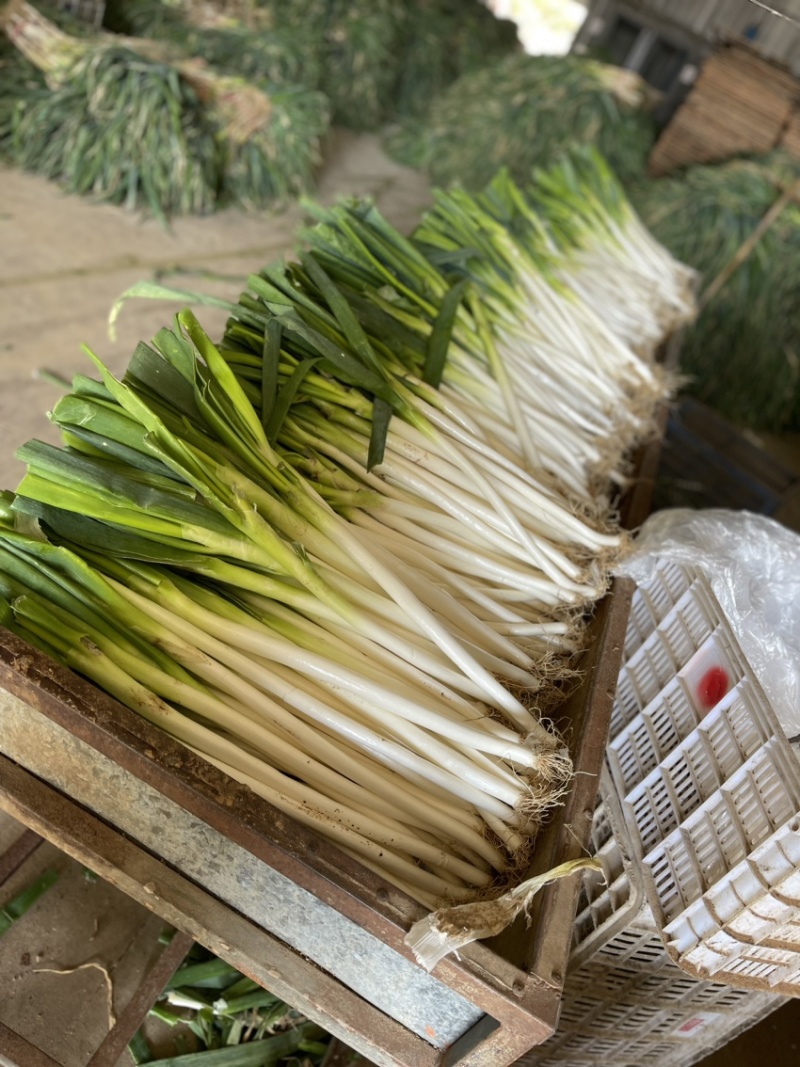 福建漳浦大葱