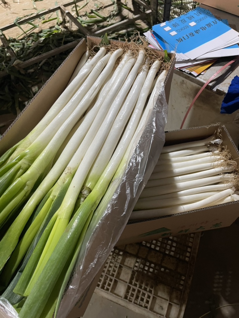 福建漳浦大葱