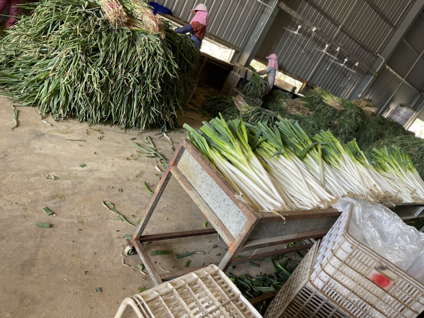 农民正在进行大葱定植和中耕作业 大葱田间管理现场图