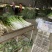 福建漳浦大葱