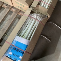 福建漳浦大葱