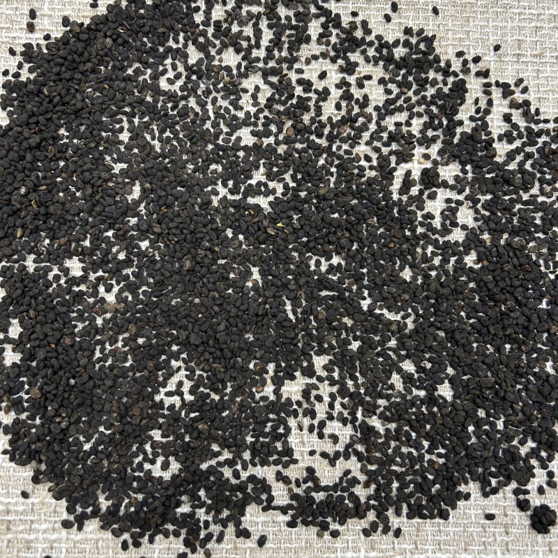 四川补骨脂破骨脂新货散装统货中药材批发大量批发各种规格齐
