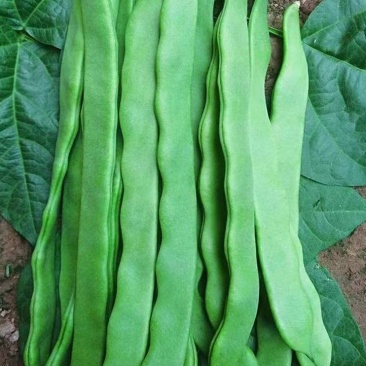 【精品扁青芸豆】质量好，价格优，量大从优山东商河产地直发