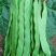 【精品扁青芸豆】质量好，价格优，量大从优山东商河产地直发