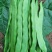 【精品扁青芸豆】质量好，价格优，量大从优山东商河产地直发