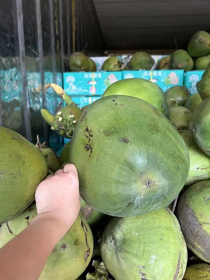 【精品】海南椰子椰青产地一手货源可视频看货全国走货
