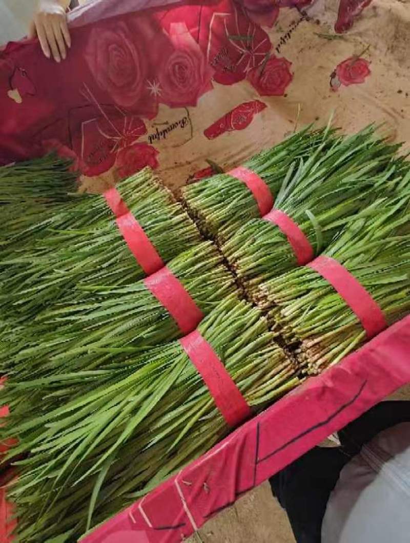 河南平顶山汝州韭菜大叶小叶韭菜颜色鲜嫩干净无杂可以打捆一手价