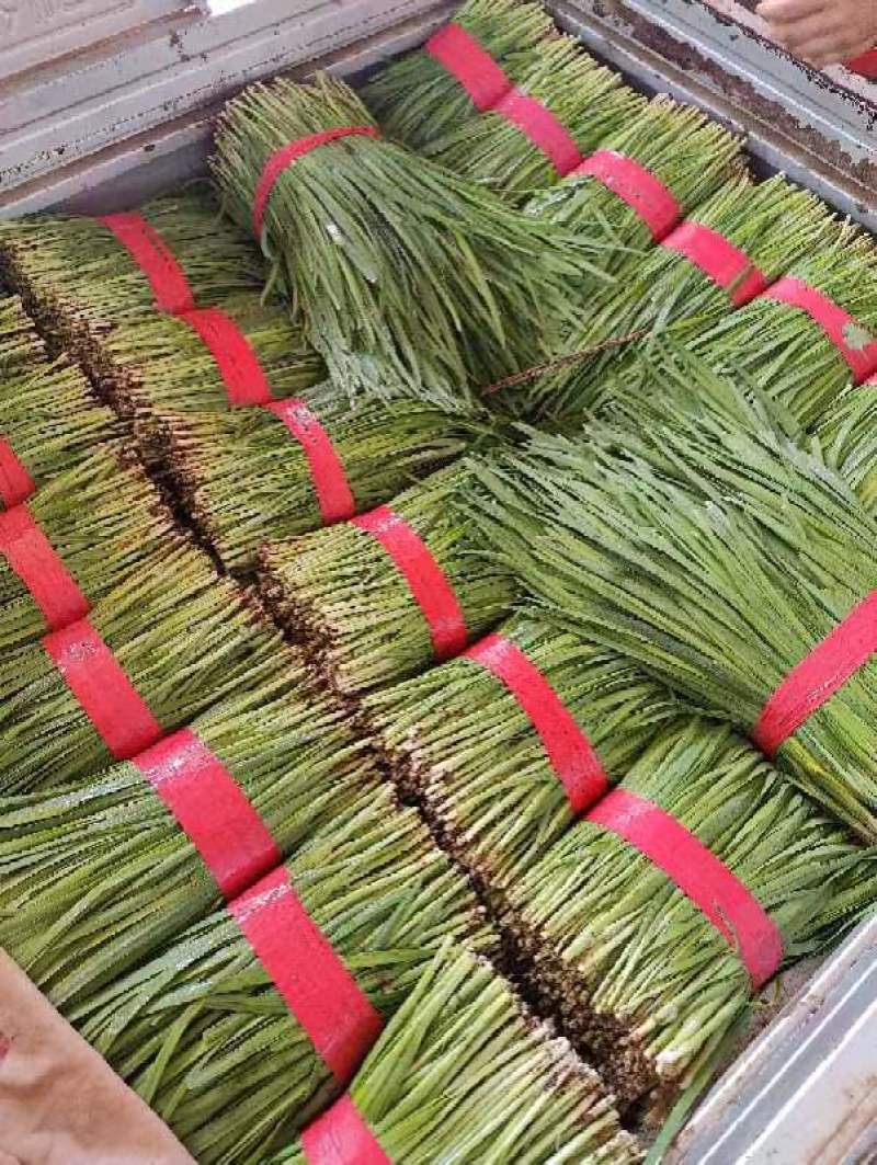 河南平顶山汝州韭菜大叶小叶韭菜颜色鲜嫩干净无杂可以打捆一手价