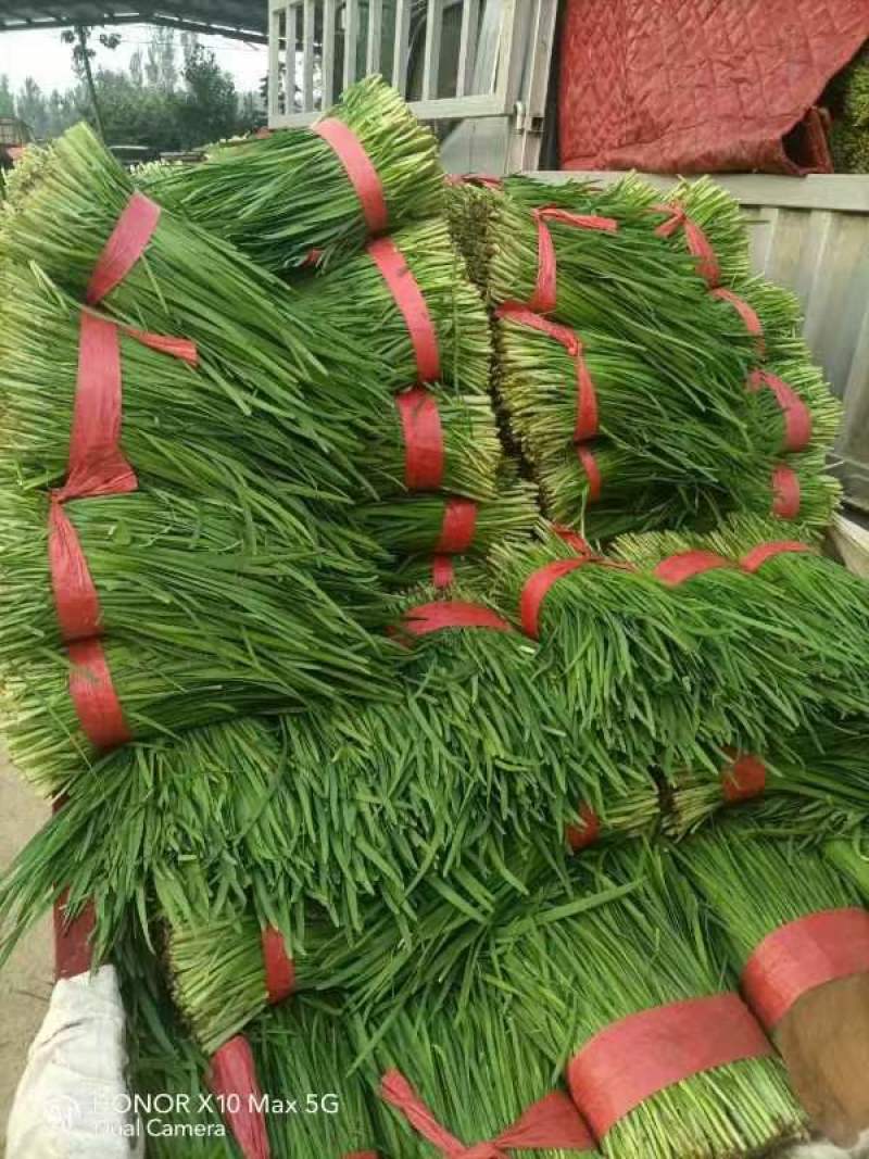 河南平顶山汝州韭菜大叶小叶韭菜颜色鲜嫩干净无杂可以打捆一手价