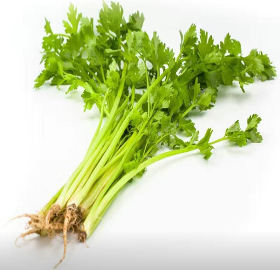 山芹菜的自然生长环境