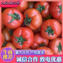 【大红西红柿】新货上市保熟保甜价格可对接商超