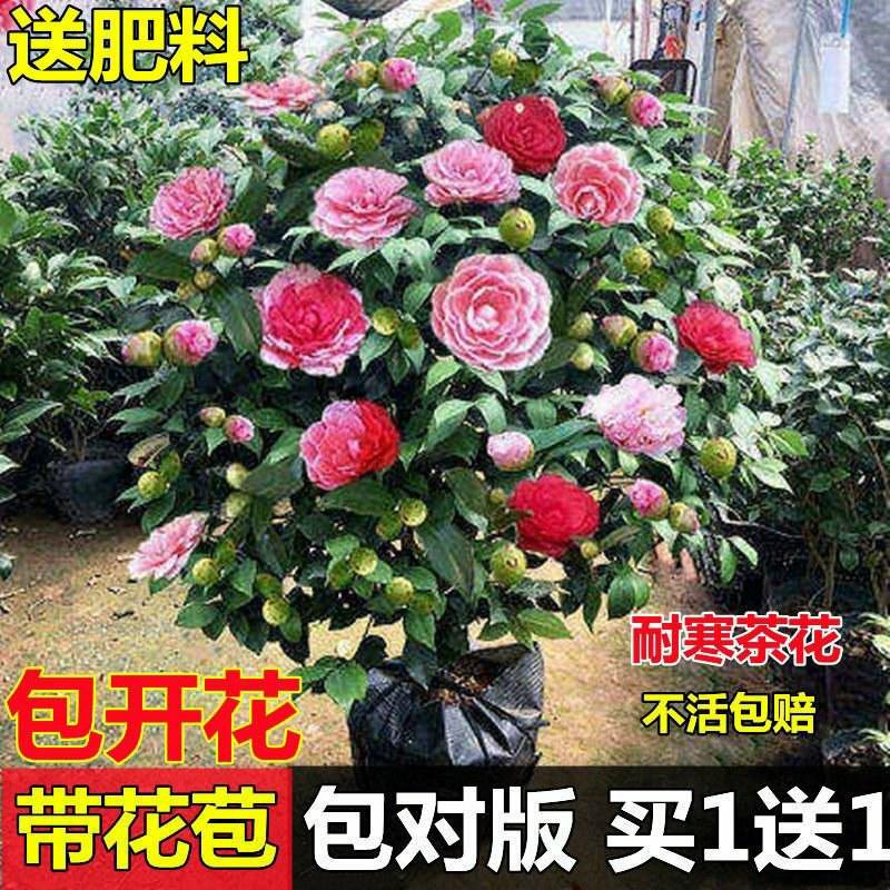 香妃山茶花盆栽带多款五色赤丹花卉植物室内好养茶花树批发。