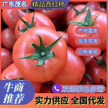 广东茂名西红柿大量现货品质保证价格实惠全国