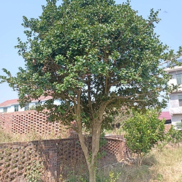 占地枸骨树