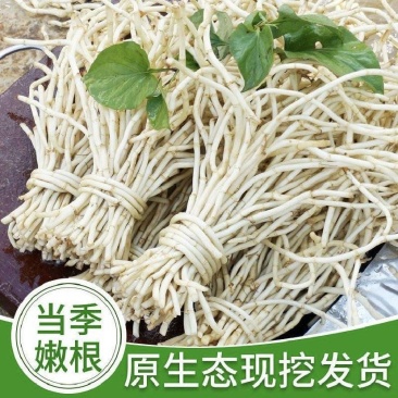 当季现挖鲜嫩折耳根