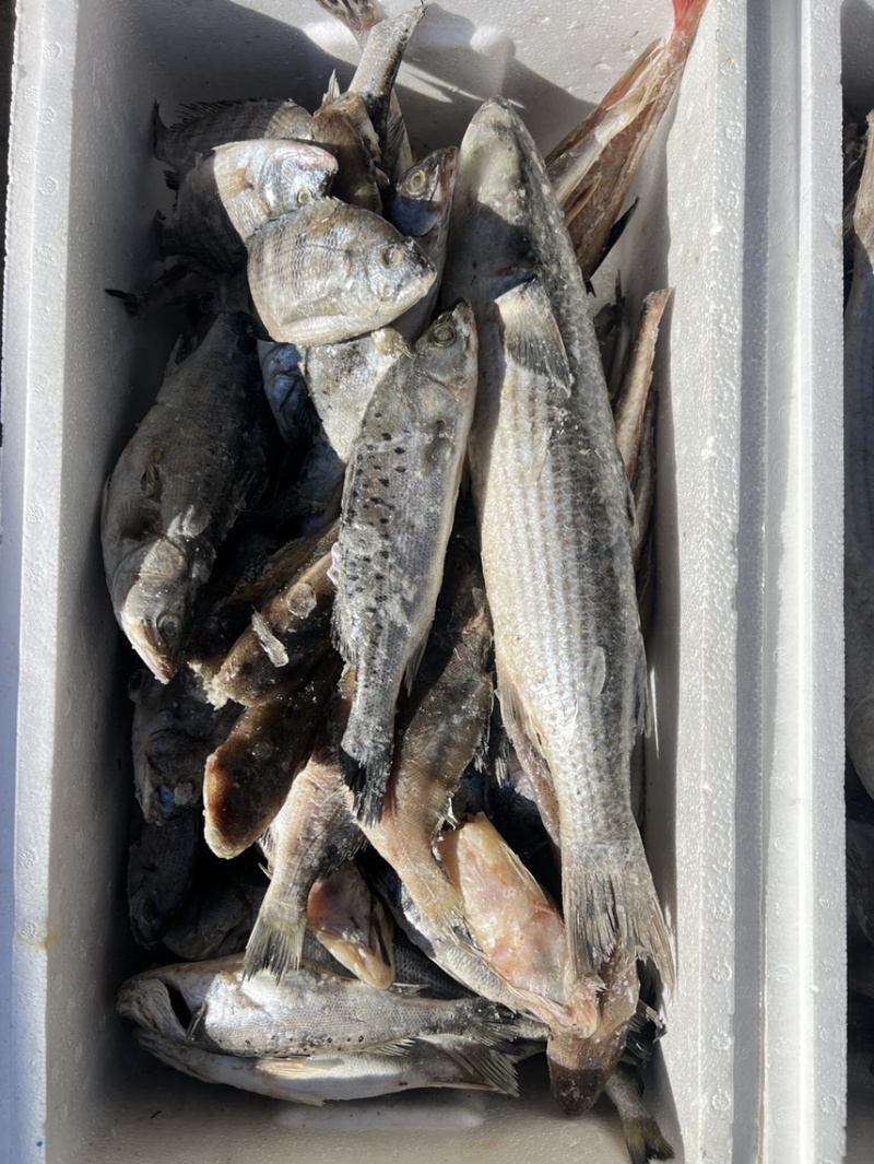 小渔船，海鱼，现货