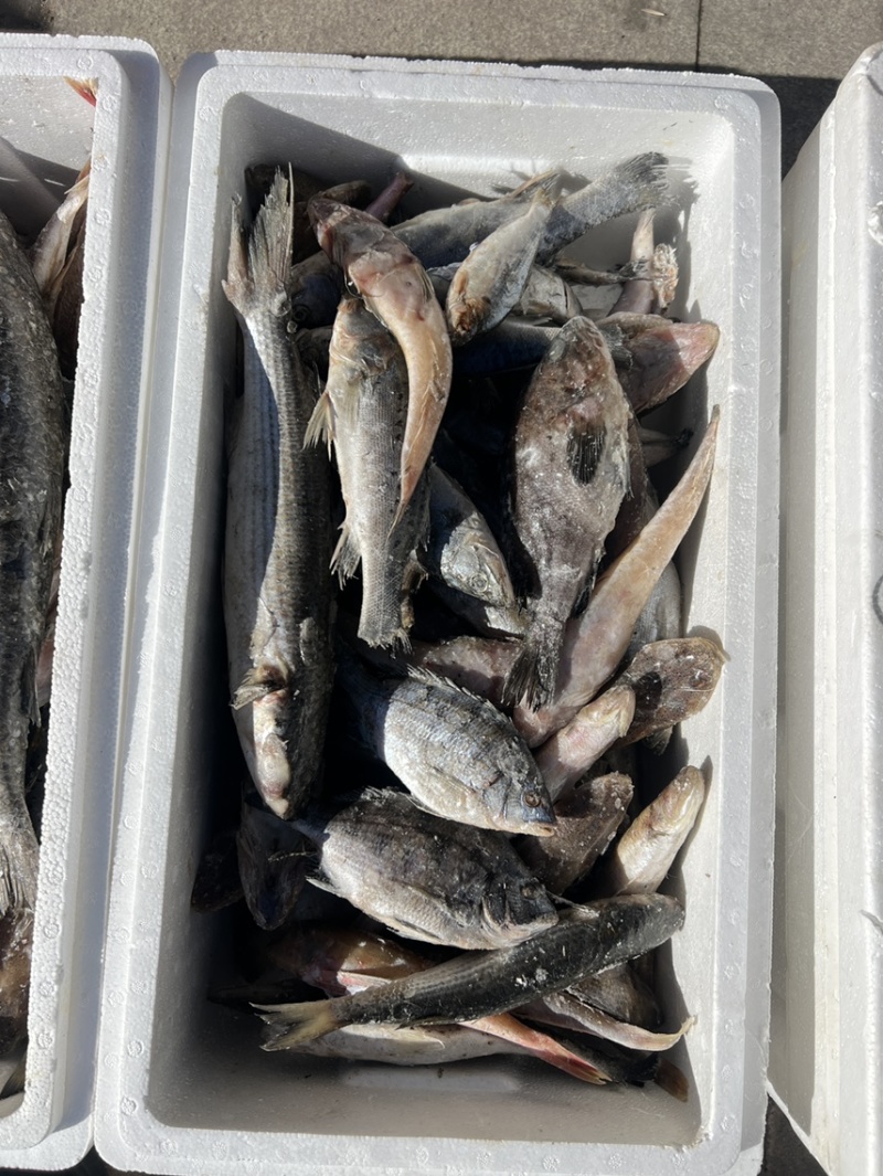 小渔船，海鱼，现货