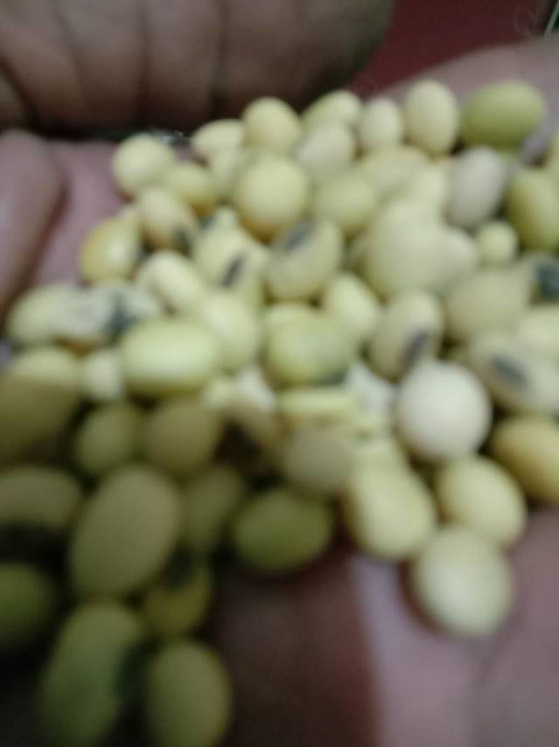 【山西特产】新鲜黄豆，产地直供，营养丰富，品质保证！