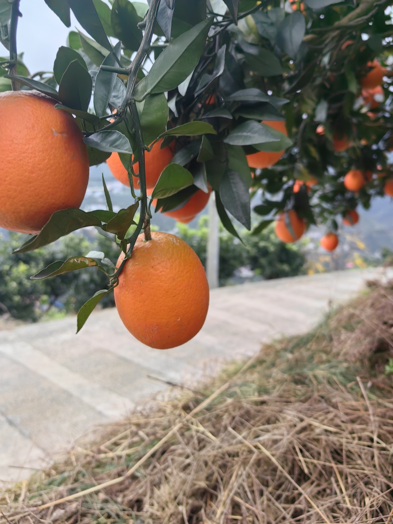 长虹脐橙/纯甜无渣果肉细腻/皮薄汁多颜色火红/产地直发