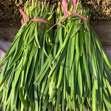 精品韭菜，电商货，头刀韭菜二刀韭菜，欢迎新老客户前来订购