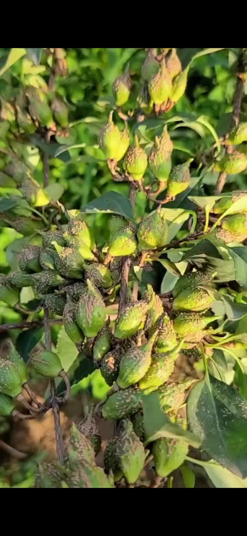 水煮青翘，生嗮青翘，连翘，老翘等，产地直供