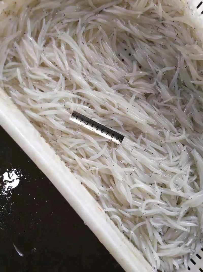 速冻银鱼冷冻银鱼厂家直销银鱼产地货源