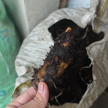 骨碎补