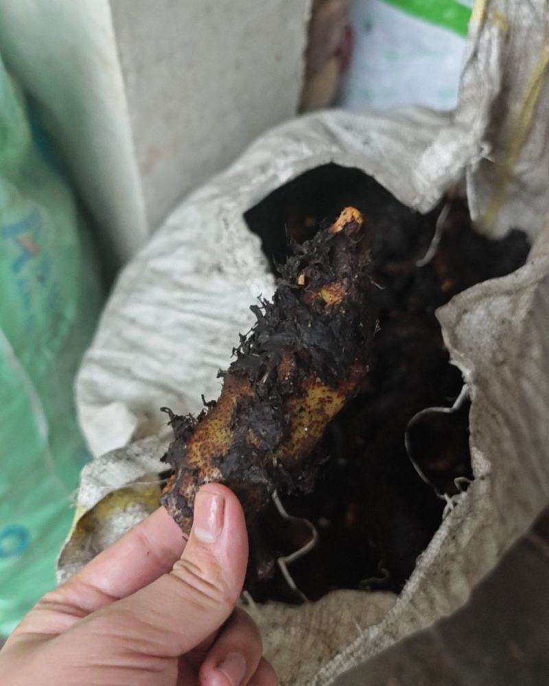 骨碎补