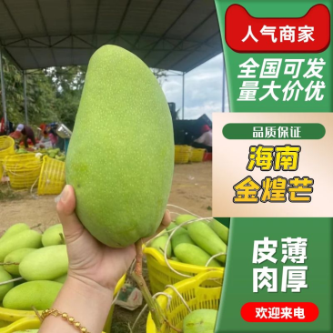 云南金煌芒水仙芒果电商货甜品店切盘果口感好甜度高