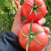 普罗旺斯西红柿上市了