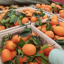 重庆奉节脐橙商品果，纽荷尔，园虹，福本，伦晚