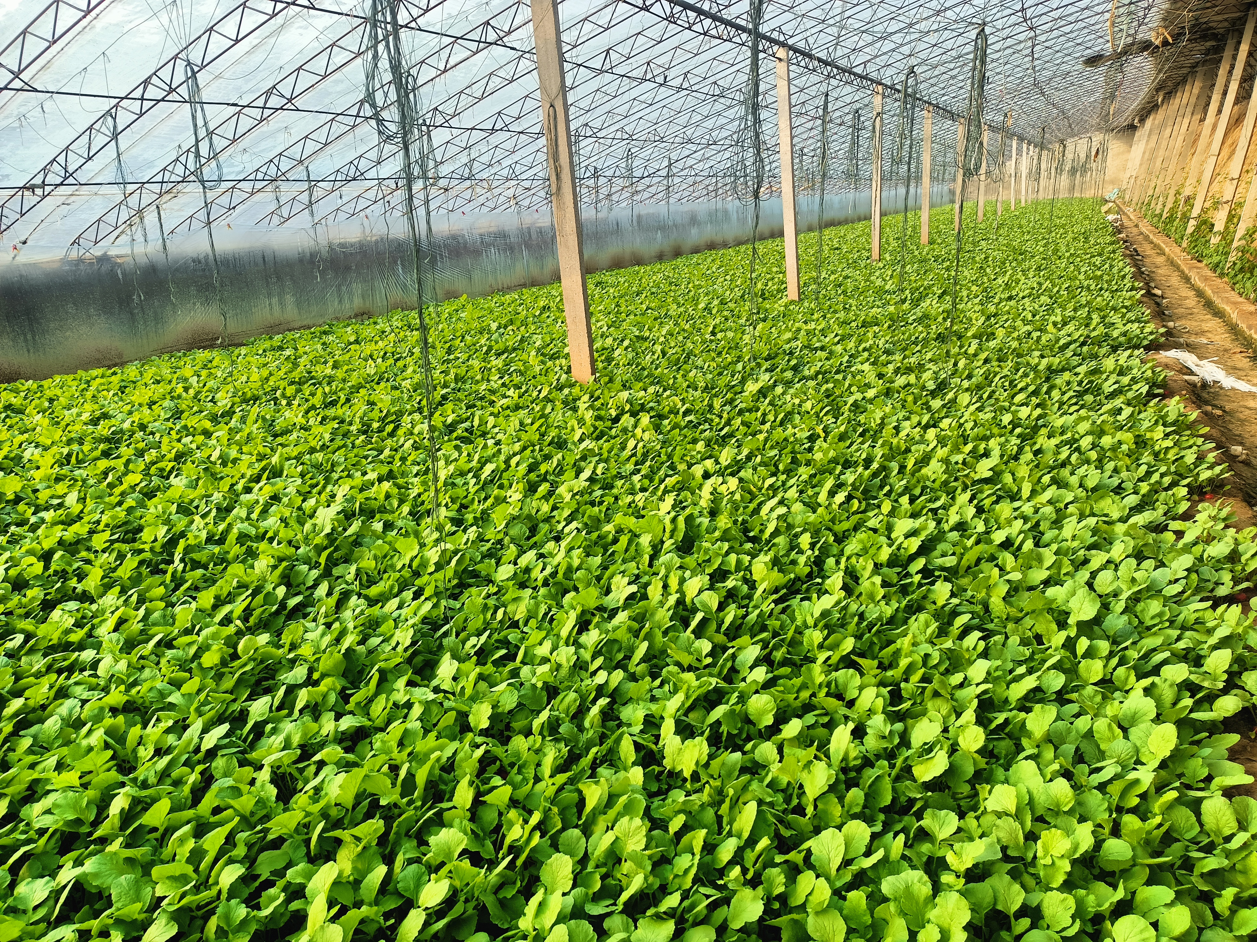 现代化温室种植场景