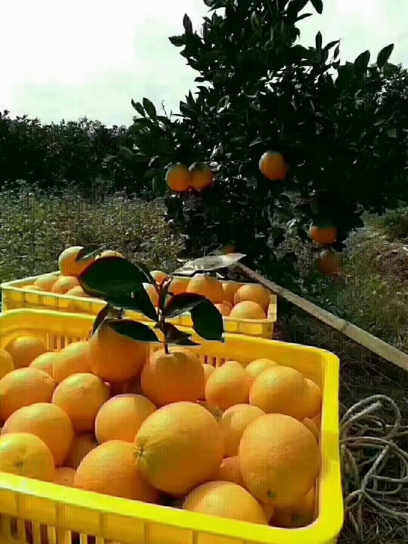新宁崀山脐橙，高山种植，