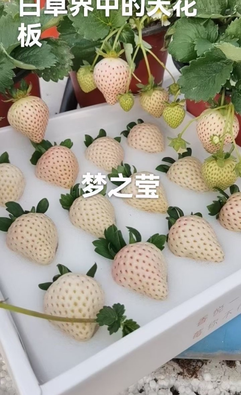 昆明淡雪草莓，梦之莹，自家百亩种植基地品质保证价格真实