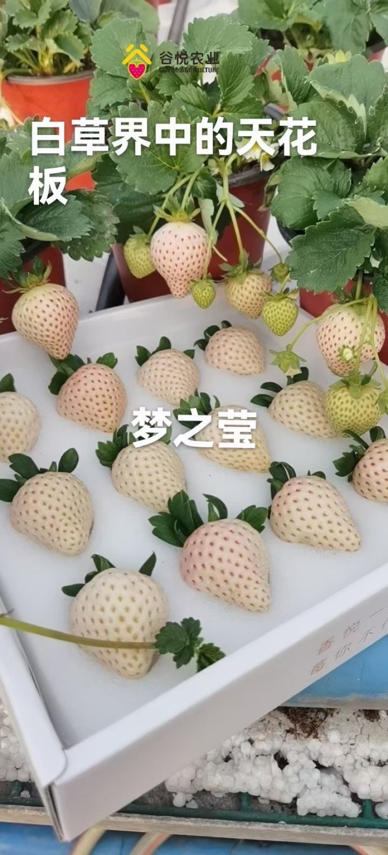 昆明淡雪草莓，梦之莹，自家百亩种植基地品质保证价格真实