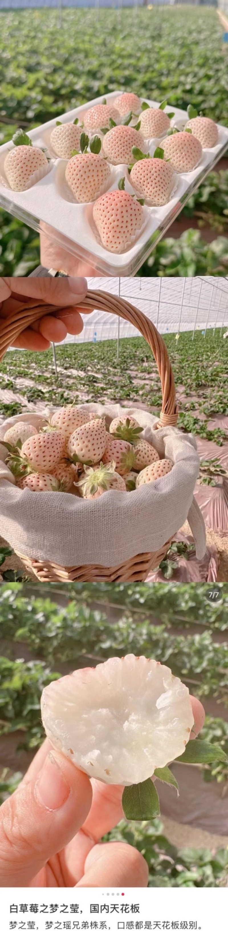 昆明淡雪草莓，梦之莹，自家百亩种植基地品质保证价格真实