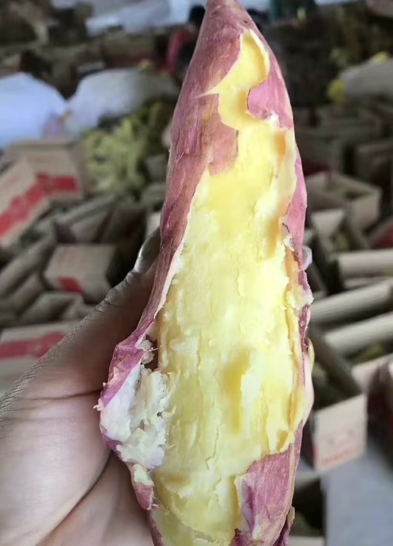 大荔县优选板栗红薯，产地直发，保质保量，欢迎选购