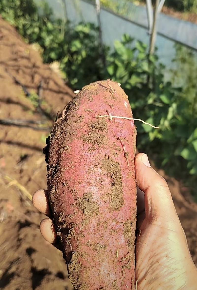 大荔县优选板栗红薯，产地直发，保质保量，欢迎选购