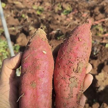大荔县优选板栗红薯，产地直发，保质保量，欢迎选购